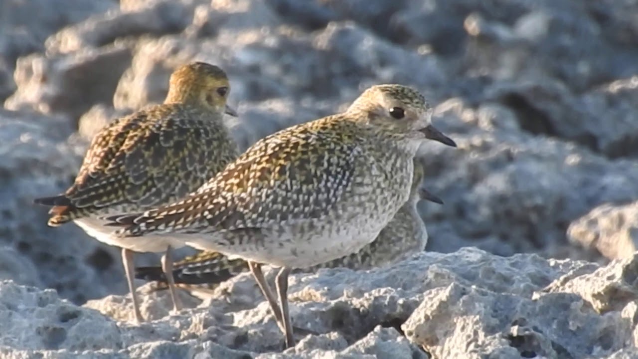 European Golden Plover Piviere Dorato Pluvialis Apricaria Youtube