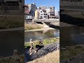 鴨川で日曜日よりの使者を練習してみた #大阪ヒロ #日曜日よりの使者 #鴨川 #京都 #shorts