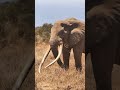 Super tuskers like Craig are running out of space