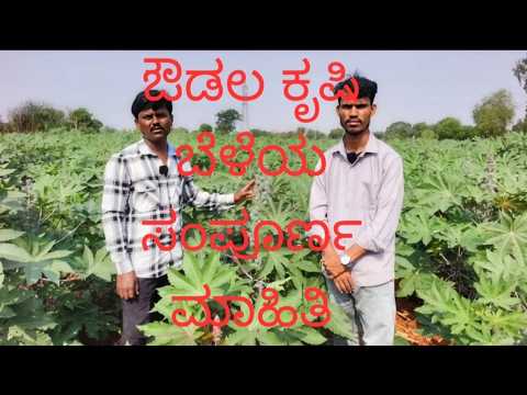 ಔಡಲ ಕೃಷಿ ಬೆಳೆಯ ಸಂಪೂರ್ಣ ಮಾಹಿತಿ ಇಲ್ಲಿದೆ ನೋಡಿ ###ಕಾರ್ಯಕ್ರಮ 
