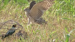 how to catch sparrowhawk and shikra Using Starling, Wildlife Today