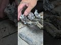 《㊗️26万再生》【職人技】天然鮎を60分炭火焼!頭から尾・骨まで柔らかく味わう究極の一皿#japan #shorts #fish