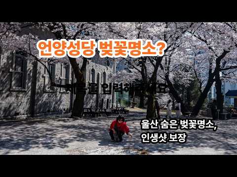 울산성당 벚꽃명소, 영상으로도 이렇게 예쁜데 직접보면 더 감동이예요.