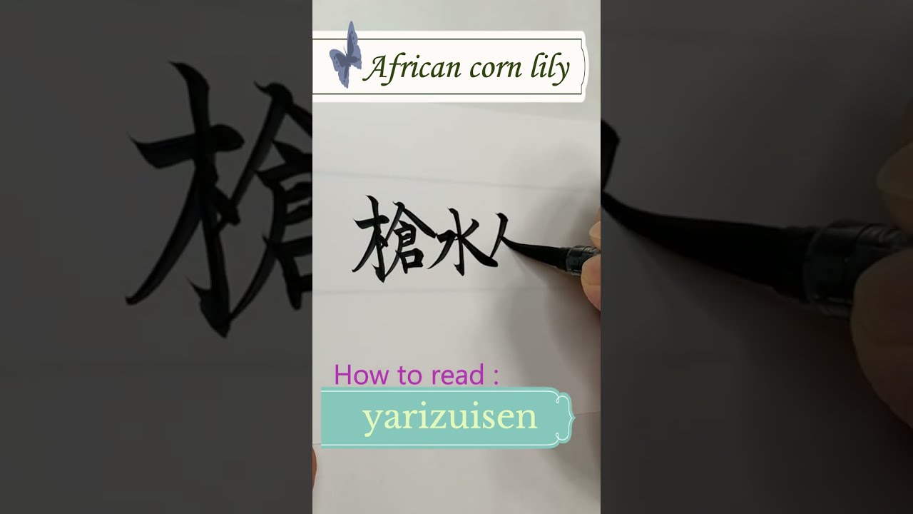 plant's name in Japanese kanji (植物の名前）：African corn lily（ヤリズイセン）イキシア