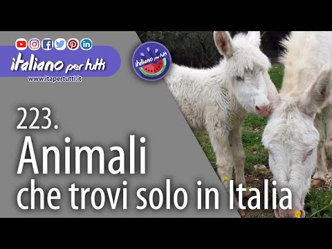 Video: Quante Specie Animali Ci Sono