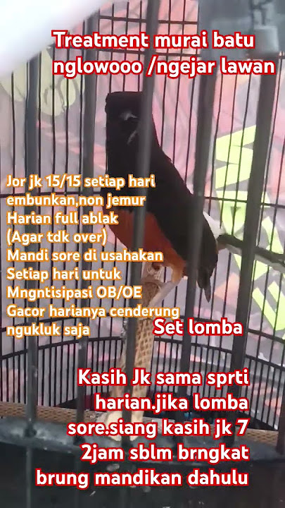 Mengatasi murai batu nglowoo/ngejar lawan di gantangan‼️ ‼️ semoga bermanfaat kang bro🔥