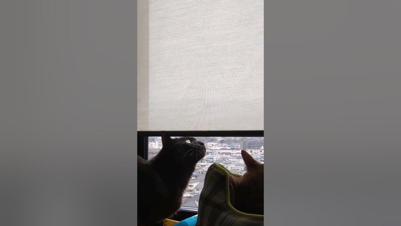 鳥の鳴き真似をする猫 Shots Youtube