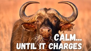 Het echte gevaar van aanvallen van Kaapse buffels in Afrika