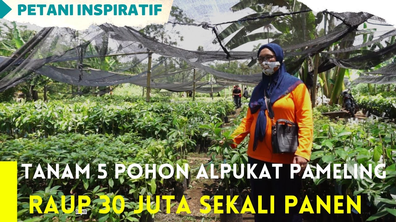 Ibu Rumah Tangga sukses berkebun Alpukat Pameling [Petani Inspiratif]