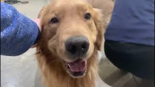 Dog Mating Naturally - Golden Retrievers achieve Breeding Tie