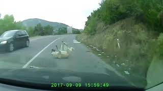 Car Crash on Dog FRMO Macedonia Skopje (DOG continues to live)