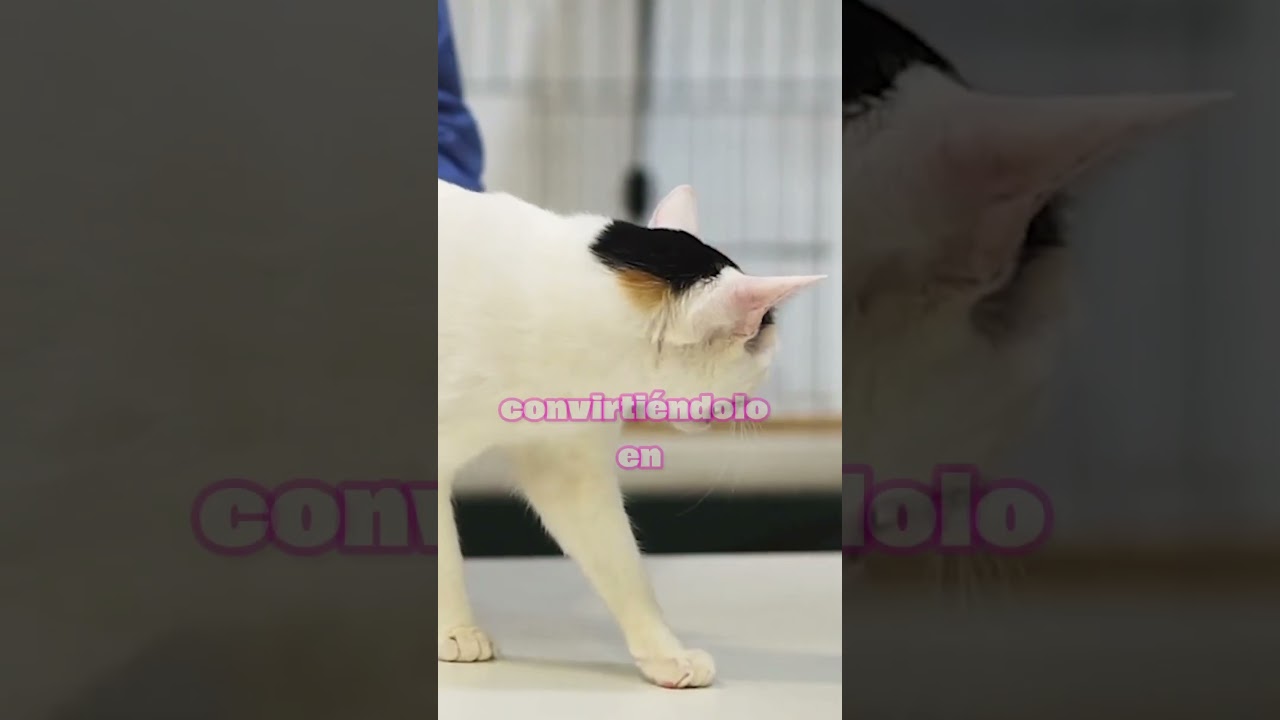 El Gato Bobtail Japonés, Un Misterio con Bigotes 