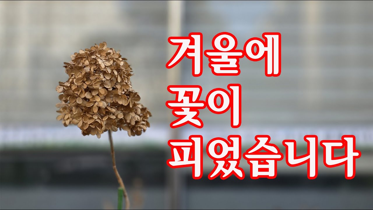 겨울에 꽃이 피었습니다Flowers bloomed in winter