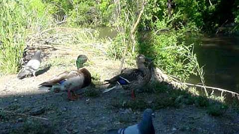 Laughing Duck
