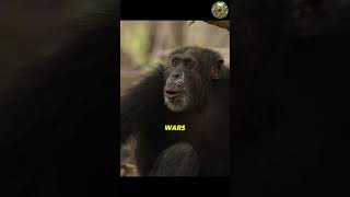 Why Chimpanzees Are More Dangerous Than You Think 🦍 #wildlife #nature #wildlifeentertainment #chimp