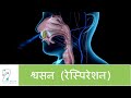   respiration  hindi