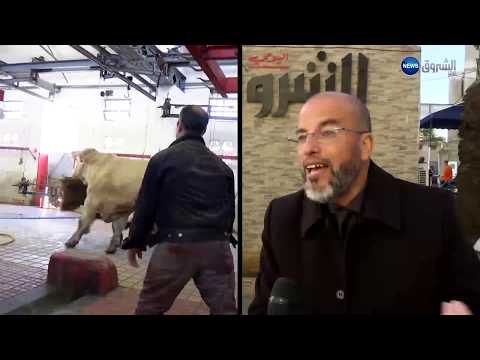 صادم جزائريون يذبحون البقر بطريقة غير إسلامية