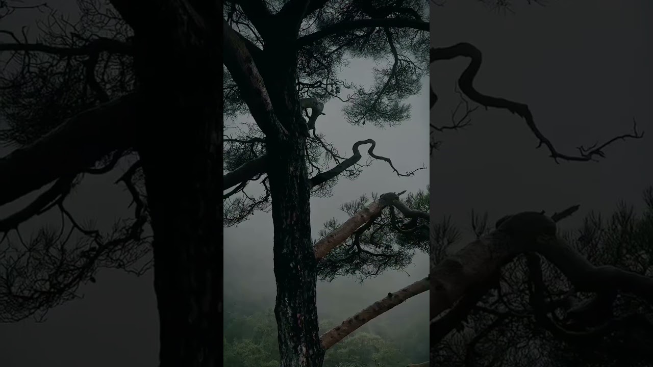 Rain Falling on Leaves 