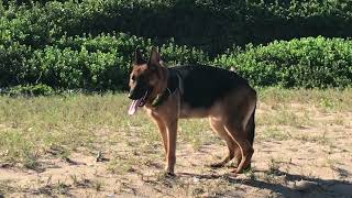 Cute German shepherd dog by The Dogs World 61 views 3 months ago 4 minutes, 40 seconds