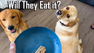 Leaving My 2 Dogs Alone With Food Challenge 😂 Ye hi Umeed Thi Inse by Furry Friend 20,297 views 6 months ago 6 minutes, 23 seconds