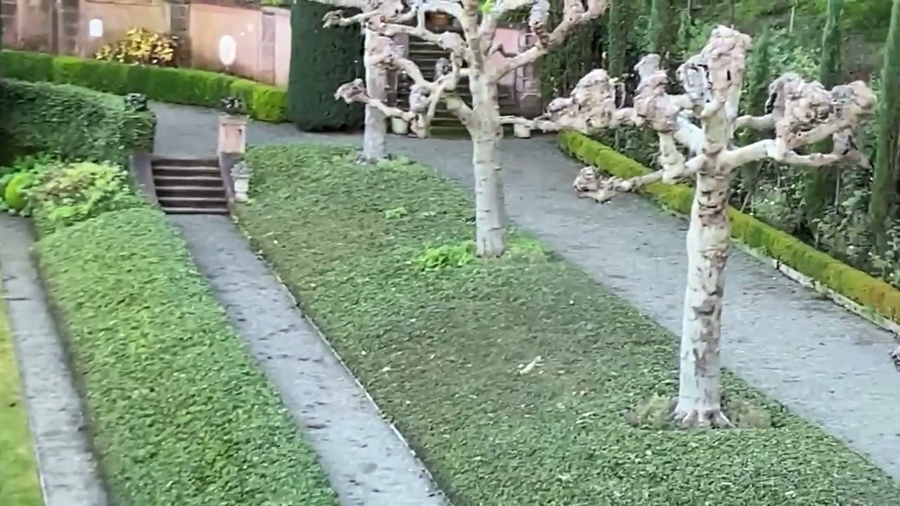 Coyote finds a squeaky toy outside YouTube