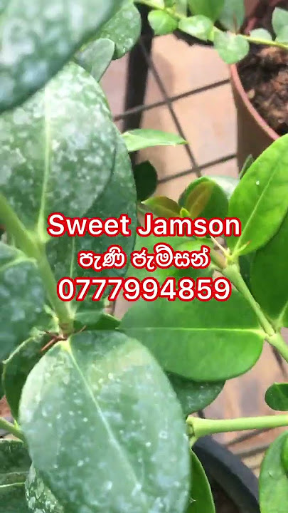 Sweet Jamson