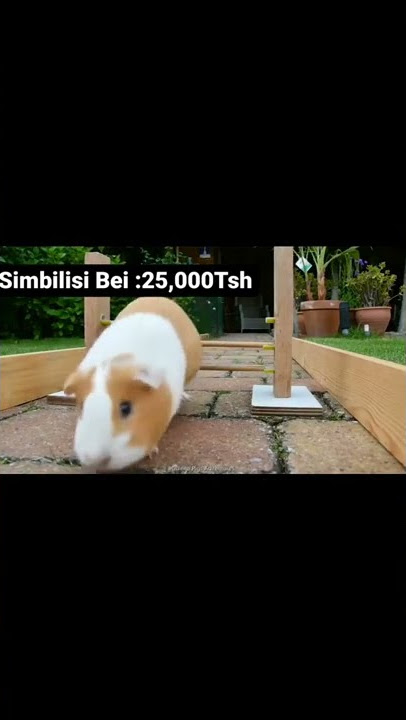 TUNAUZA SIMBILISI/PIMBI  WE SELL GUINEA PIGS - DAR ES SALAAM