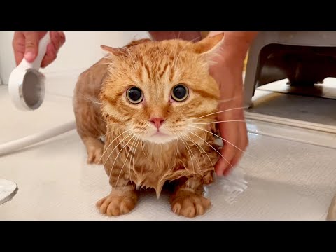 ぽちゃくんをお風呂にいれたら... #猫 #マンチカン