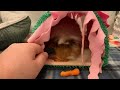 Rooster loves his carrot kona  suba guinea pigs