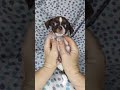 Smooth-haired Chihuahua puppy./Гладкошерстный щенок чихуахуа.