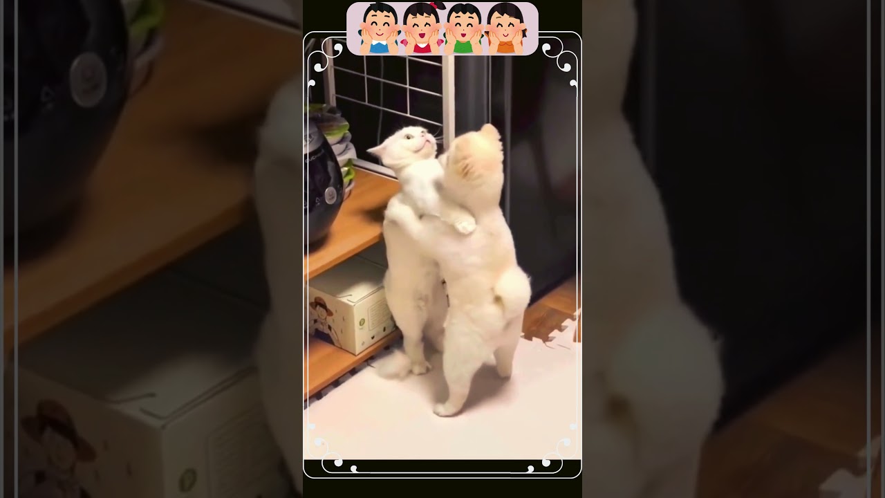 Realistic and funny animal expressions 