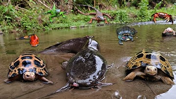 Catching Colorful Betta Fish On Leaves, Monster Catfish, Ornamental Fish, Turtle, Snakehead Fish