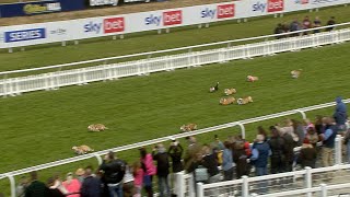 Barking mad! Georgie leads them home in the 2022 Corgi Derby at Musselburgh