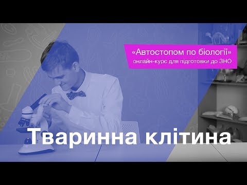 Тваринна клітина – Підготовка до ЗНО – Біологія