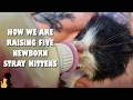 How to look after 5 newborn stray kittens with a tragic start to life
