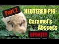 Neutered Pig: Update on Caramel&#39;s Abscess Part 2