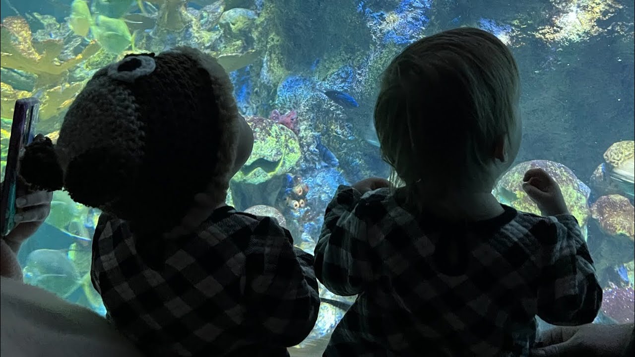 twins-trip-to-boston-aquarium-youtube