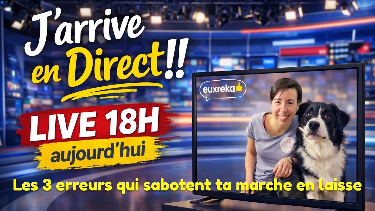 Les 3 erreurs qui sabotent ta marche en laisse