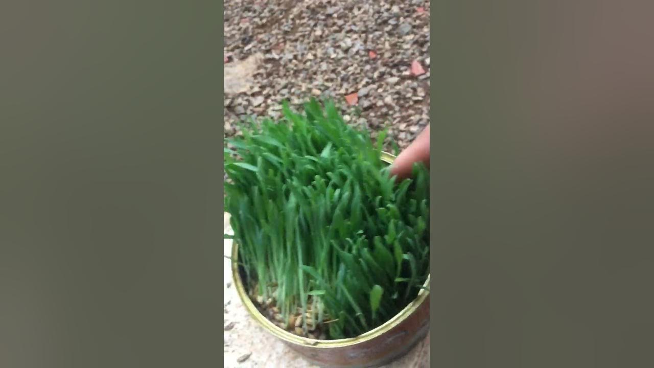 how-to-grow-barley-grass-at-home-youtube