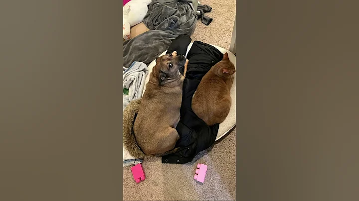 Video 11344221: cats dogs black, funny cute black cat