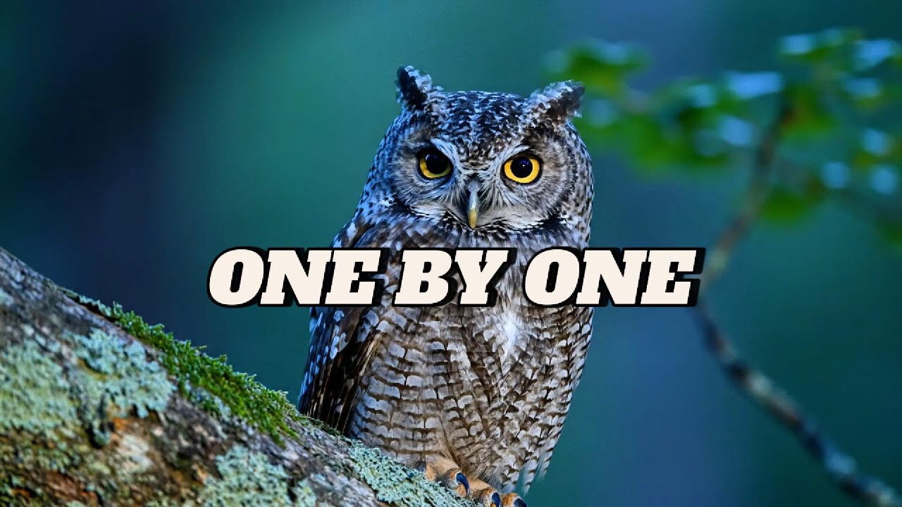 Deep Focus: Birds – 2 Hours of Gentle Bird Sounds for Light Focus ...