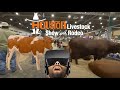 Cows in VR180 3D 4K, Houston Livestock Show & Rodeo - Houston, TX USA
