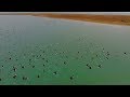 Зимовки птиц на Каспийском море - утки и лысухи | Film Studio Aves