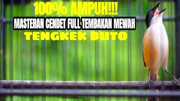 SUARA BURUNG CENDET GACOR ISIAN TENGKEK BUTO