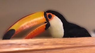 What's It Like Having a Toucan In The HOUSE?!??