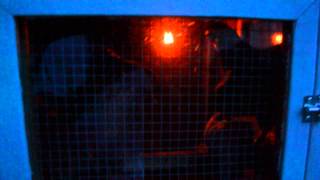 electric car antenna chicken coop door 3