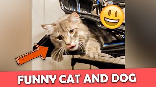 Funny Cat And Dogs Videos - Funny Animal Videos 😺 🐶 by Pure Fails 266 views 1 year ago 1 minute, 1 second