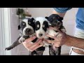 Naming All TWELVE of My Rescue Husky Puppies!