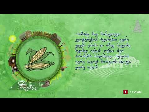 #უკეთრომაკეთო სიმინდის ადგილი თესლბრუნვაში