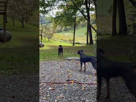Doberman stare down